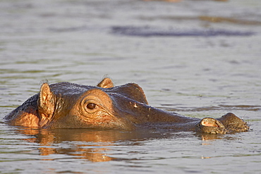 Hippopotamus (Hippopotamus amphibius), Serengeti National Park, Tanzania, East Africa, Africa