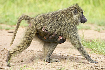 Olive baboon (Papio cynocephalus anubis) infant riding on its mothers chest, Serengeti National Park, Tanzania, East Africa, Africa