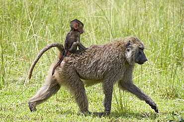 Olive baboon (Papio cynocephalus anubis) infant riding on its mother's back, Serengeti National Park, Tanzania, East Africa, Africa