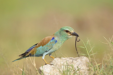 European roller (Coracias garrulus) with a worm, Serengeti National Park, Tanzania, East Africa, Africa