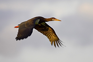 Abdim's Stork (Ciconia abdimii) in flight, Serengeti National Park, Tanzania, East Africa, Africa