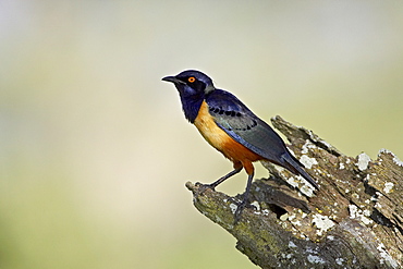 Hildebrandt's starling (Lamprotornis hildebrandti), Serengeti National Park, Tanzania, East Africa, Africa