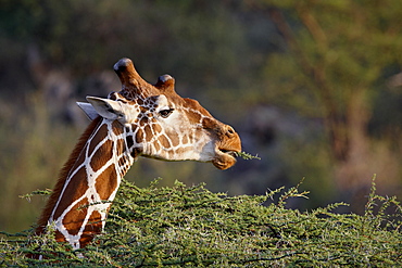 Reticulated giraffe (Giraffa camelopardalis reticulata), Samburu National Reserve, Kenya, East Africa, Africa