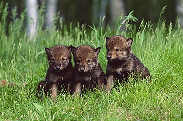 Gray wolf pups (Canis lupus), 27 days old, in captivity, Sandstone, Minnesota, United States of America, North America