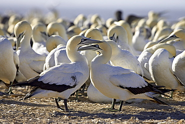 Cape gannet (Morus capensis) pair, Lamberts Bay, South Africa, Africa