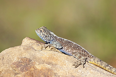 Southern rock agama (Agama atra atra), Mountain Zebra National Park, South Africa, Africa