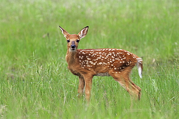 Whitetail deer fawn (Odocileus virginianus), 21 days old, in captivity, Sandstone, Minnesota, United States of America, North America