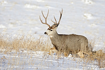 Mule deer (Odocoileus hemionus) buck in snow, Roxborough State Park, Colorado, United States of America, North America