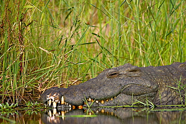 Nile crocodile (Crocodylus niloticus), Kruger National Park, South Africa, Africa