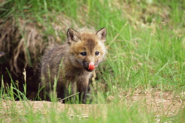 Red fox kit (Vulpes fulva), 47 days old, in captivity, Sandstone, Minnesota, United States of America, North America