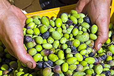 Olives, Italy, Europe