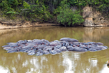 Herd of Hippopotamuses, (Hippopotamus amphibius), Masai Mara National Reserve, Kenya, East Africa, Africa