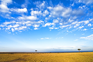 The Bush, Masai Mara National Reserve, Kenya, East Africa, Africa