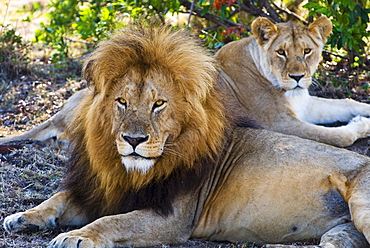 Lion couple (Panthera leo), Masai Mara National Reserve, Kenya, East Africa, Africa