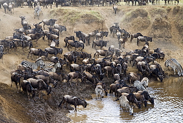 Herd of blue wildebeest (brindled gnu) (Connochaetes taurinus) and common zebras (Burchell's zebra) (Equus burchelli) drinking at Mara River, Masai Mara National Reserve, Kenya, East Africa, Africa