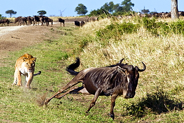 Female lion (Panthera leo) hunting wildebeest, Masai Mara National Reserve, Kenya, East Africa, Africa