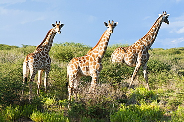 Giraffe (Giraffa camelopardalis), Namibia, Africa