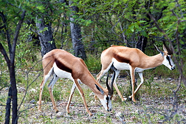 Springbok (Antidorcas marsupialis), Namibia, Africa