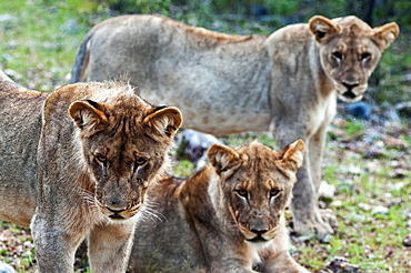 Young lions (Panthera leo), Namibia, Africa