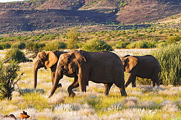 African elephant (Loxodonta africana), Damaraland, Kunene Region, Namibia, Africa