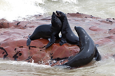 Cape Fur seals (Arctocephalus pusillus), Cape Cross, Skeleton Coast, Kaokoland, Kunene Region, Namibia, Africa