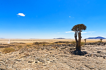 The Quivertree (Kokerboom tree) (Aloe dichotoma), Namib desert, Namibia, Africa