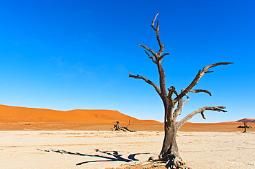 Sossusvlei, Namib Desert, Namib Naukluft Park, Namibia, Africa