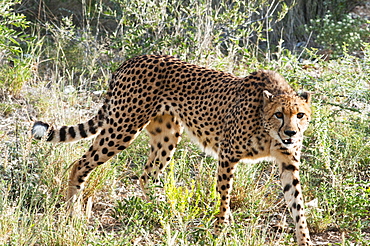 Cheetah, (Acinonyx jubatus), Namibia, Africa