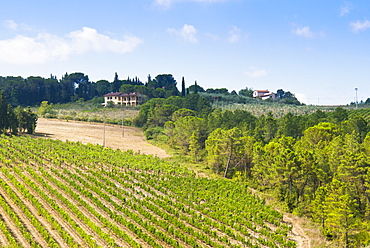 Vineyard, Strada in Chianti, Chianti area, Firenze province, Tuscany, Italy, Europe