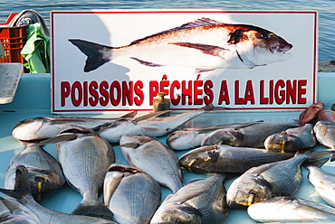 Sunday Fish Market at Vieux Port, Marseille, Bouches du Rhone, Provence-Alpes-Cote-d'Azur, France, Europe