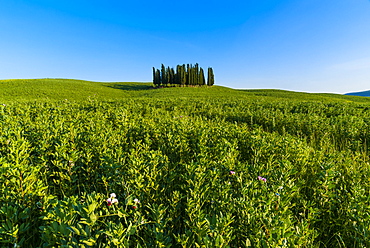 Cypress trees in Tuscan field, Val d'Orcia, UNESCO World Heritage Site, Siena province, Tuscany, Italy, Europe