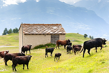 Cows of Aosta Valley, Vetan, Aosta Valley, Italian Alps, Italy, Europe