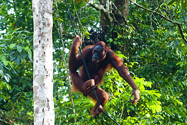 Orang-Utan (Pongo pygmaeus), Semenggoh Nature Reserve, Sarawak, Malaysian Borneo, Malaysia, Southeast Asia, Asia