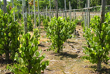 Cultivation and pepper trees, Sarawak, Malaysian Borneo, Malaysia, Southeast Asia, Asia