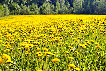 Fields at Varska, Estonia, Baltic States, Europe