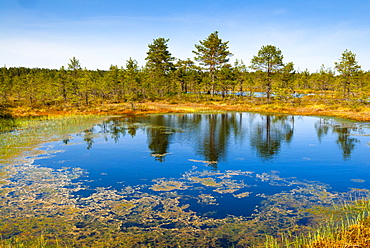 Viru Bog (Viru Raba) peat swamp, Lahemaa National Park, Harjumaa, Laane-Virumaa, Estonia, Baltic States, Europe