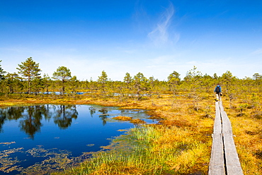 Viru Bog (Viru Raba) peat swamp, Lahemaa National Park, Harjumaa, Laane-Virumaa, Estonia, Baltic States, Europe