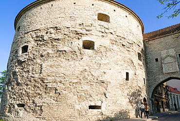 Fat Margaret Tower, old city walls of the Old Town of Tallinn, UNESCO World Heritage Site, Estonia, Baltic States, Europe