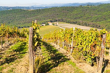 Vineyard, Strada in Chianti, Chianti area, Firenze province, Tuscany, Italy