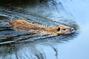 Coypu (nutria) (Myocastor coypus), Grosseto, Tuscany, Italy, Europe