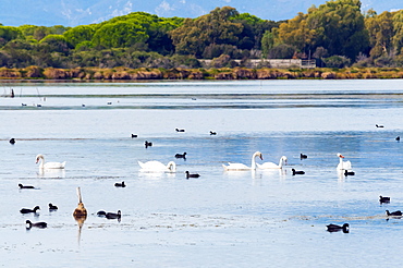 Swans (Cygnus cygnus) and Eurasian coots (Fulica atra) at Burano Lake WWF Oasis, Capalbio, Grosseto province, Tuscany, Italy, Europe