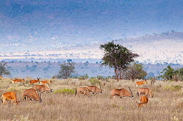 Gemsboks (Oryx gazella), hartebeest (Alcelaphus buselaphus) (Kongoni), Tsavo East National Park, Kenya, East Africa, Africa