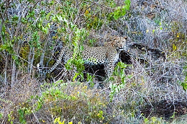 Leopard (Panthera pardus), Lualenyi Ranch, Taita Hills, Kenya, East Africa, Africa