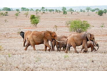 Elephant (Loxodonta africana), Lualenyi Ranch, Taita Hills, Kenya, East Africa, Africa