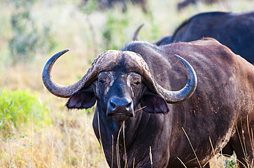 African Buffalo (Syncerus caffer), Taita Hills Wildlife Sanctuary, Kenya, East Africa, Africa