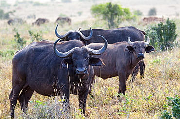 Herd of African Buffalo (Syncerus caffer), Taita Hills Wildlife Sanctuary, Kenya, East Africa, Africa