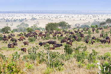 Herd of African Buffalo (Syncerus caffer), Taita Hills Wildlife Sanctuary, Kenya, East Africa, Africa