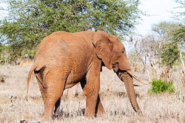 Elephant (Loxodonta africana), Tsavo East, Kenya, East Africa, Africa