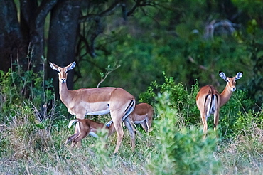 Female impalas, ewe with calf (Aepyceros melampus), Tsavo East National Park, Kenya, East Africa, Africa