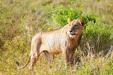 One young male lion (Panthera leo), Tsavo East National Park, Kenya, East Africa, Africa